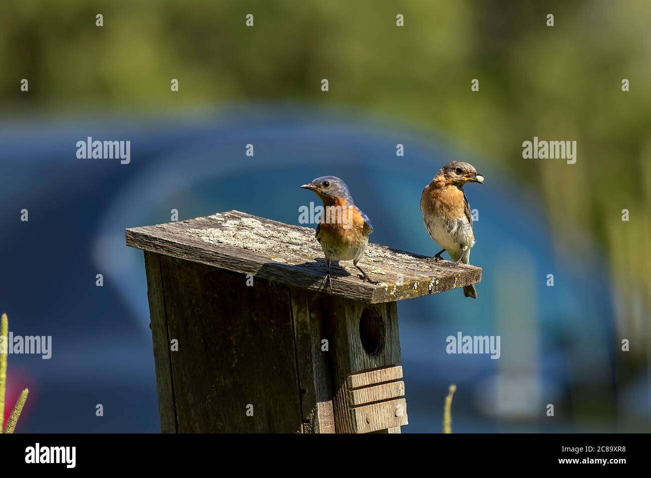 Eastern Bluebirds bring food to the young Stock Photo Alamy