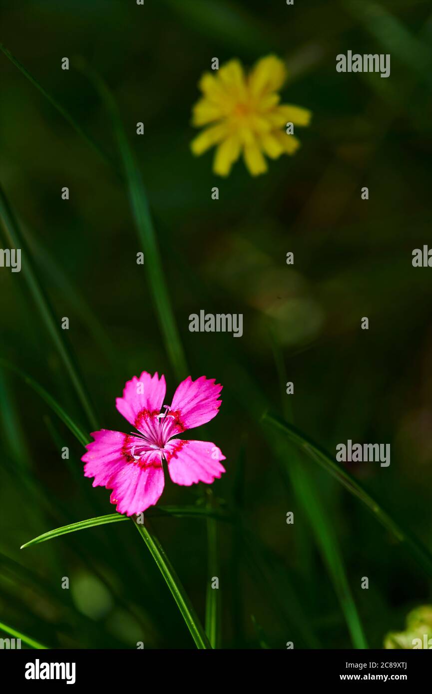 Organic wildflower scenery hi-res stock photography and images - Alamy
