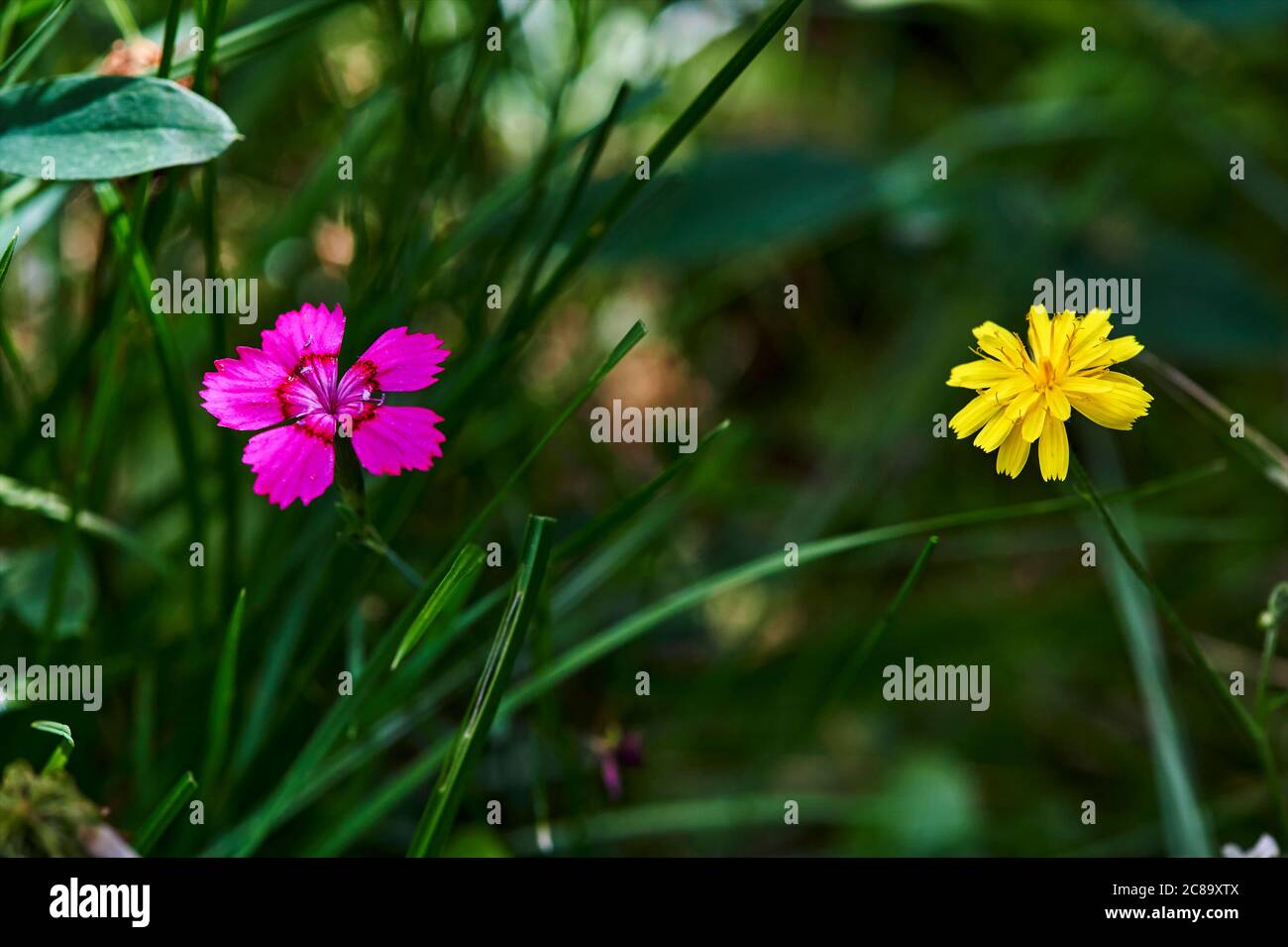 Bright Pink And Yellow Wildflowers In The Grass Of A Meadow In The bright-pink-and-yellow-wildflowers-in-the-grass-of-a-meadow-in-the