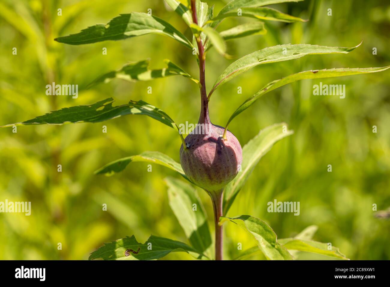 The goldenrod gall fly, also known as the goldenrod ball gallmaker, is