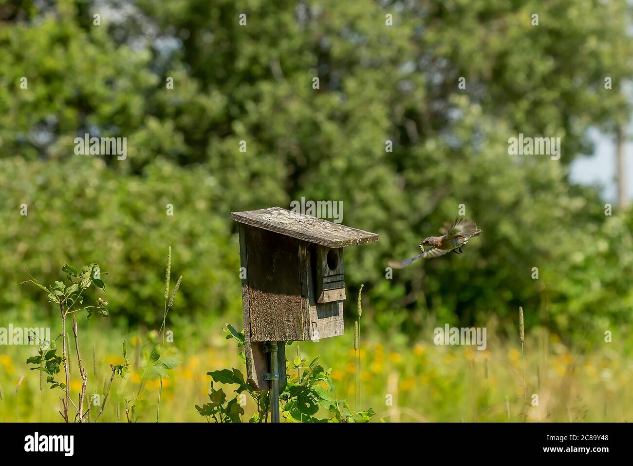 Eastern Bluebirds bring food to the young Stock Photo - Alamy