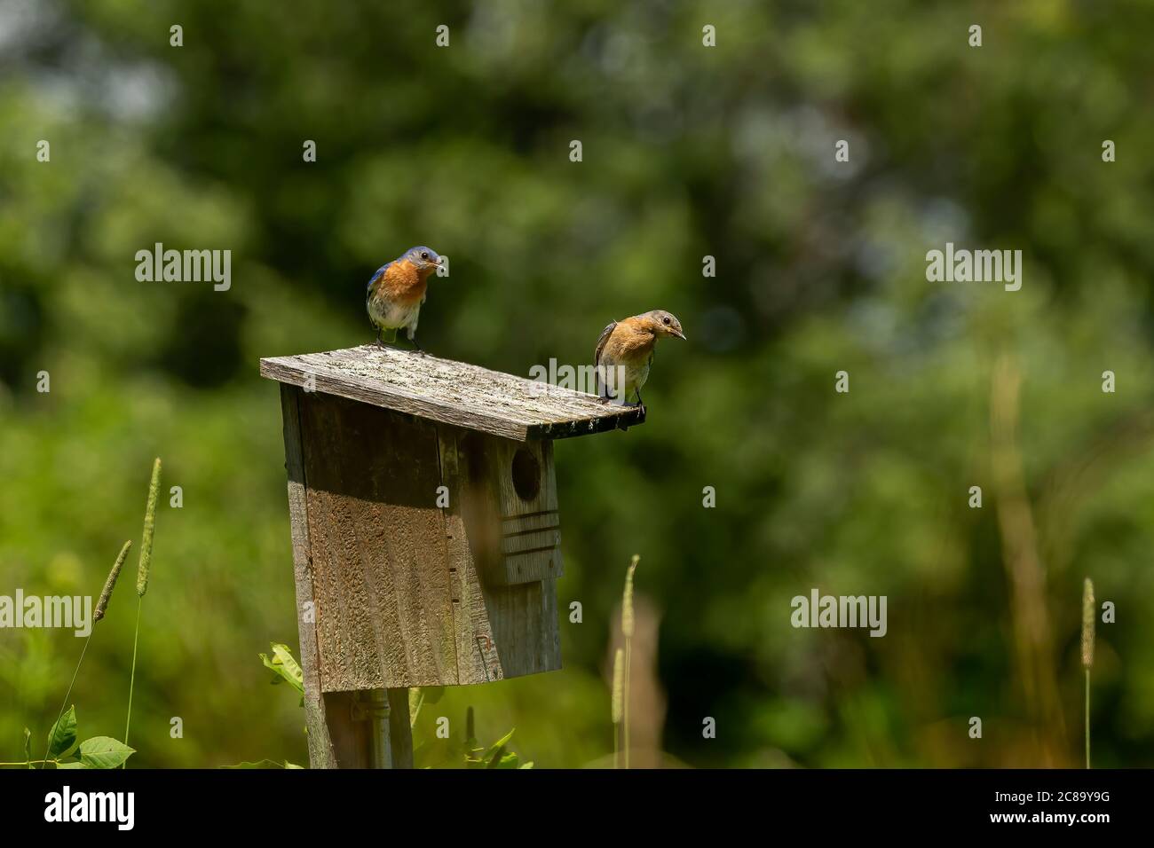 Eastern Bluebirds bring food to the young Stock Photo Alamy