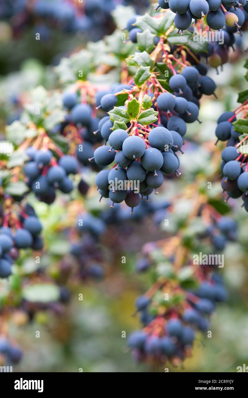 Berberis Darwinii berries in summer - Scotland, UK Stock Photo