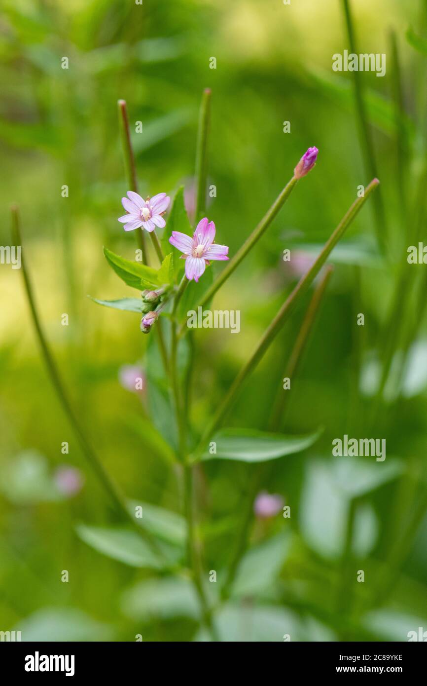 Epilobium montanum or broad-leaved willowherb a common annual garden weed - UK Stock Photo