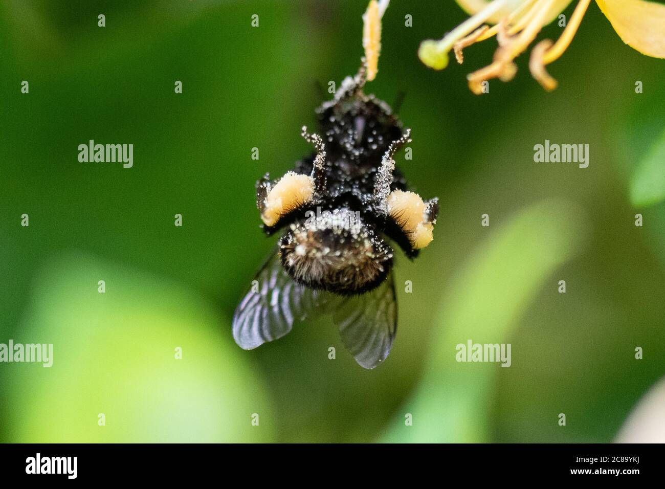 closeup of pollen baskets on a bumblebee dangling from honeysuckle flower as it gathers pollen into the sacs from the hairs on its body - UK Stock Photo
