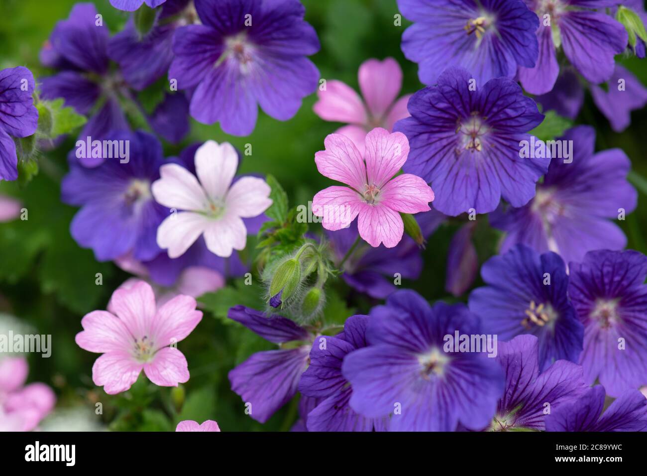 Hardy geraniums - purple cranesbill magnificum and geranium x oxonianum 'Rose Clair' Stock Photo