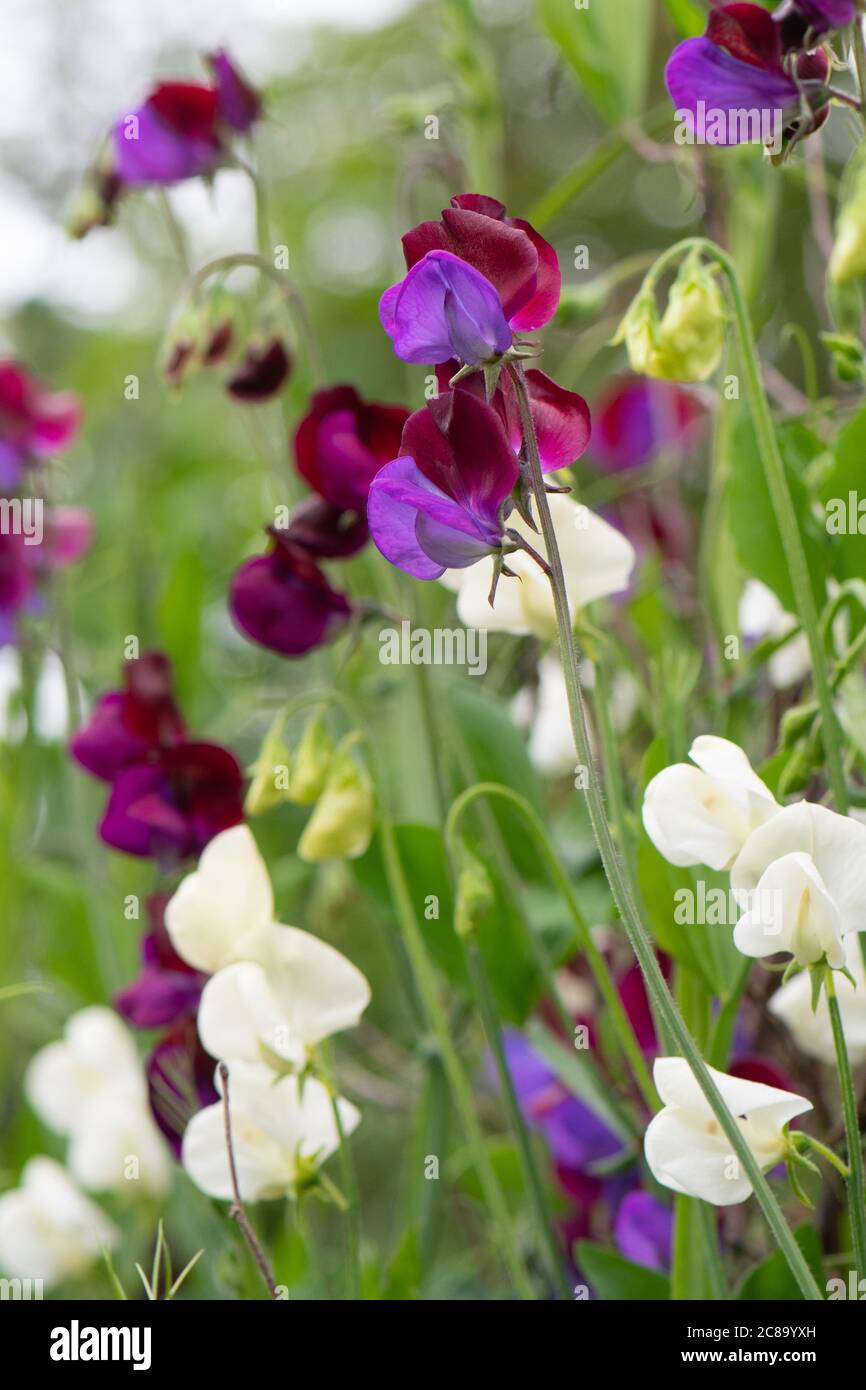 Sweet peas, including Sweet pea Matucana and Sweet pea Mrs Collier in the foreground growing in UK garden Stock Photo