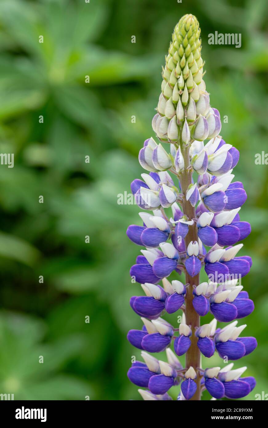 Lupin, Lupinus 'Persian Slipper', Clos3e-up detail of Mauve and white flowers growing outdoor. Stock Photo