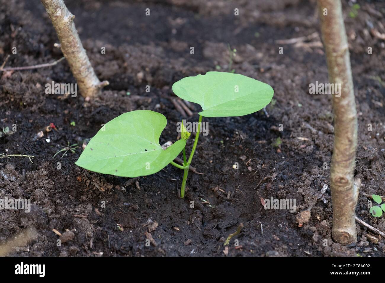 Young runner bean plant planted at bottom of hazel bean poles Stock Photo