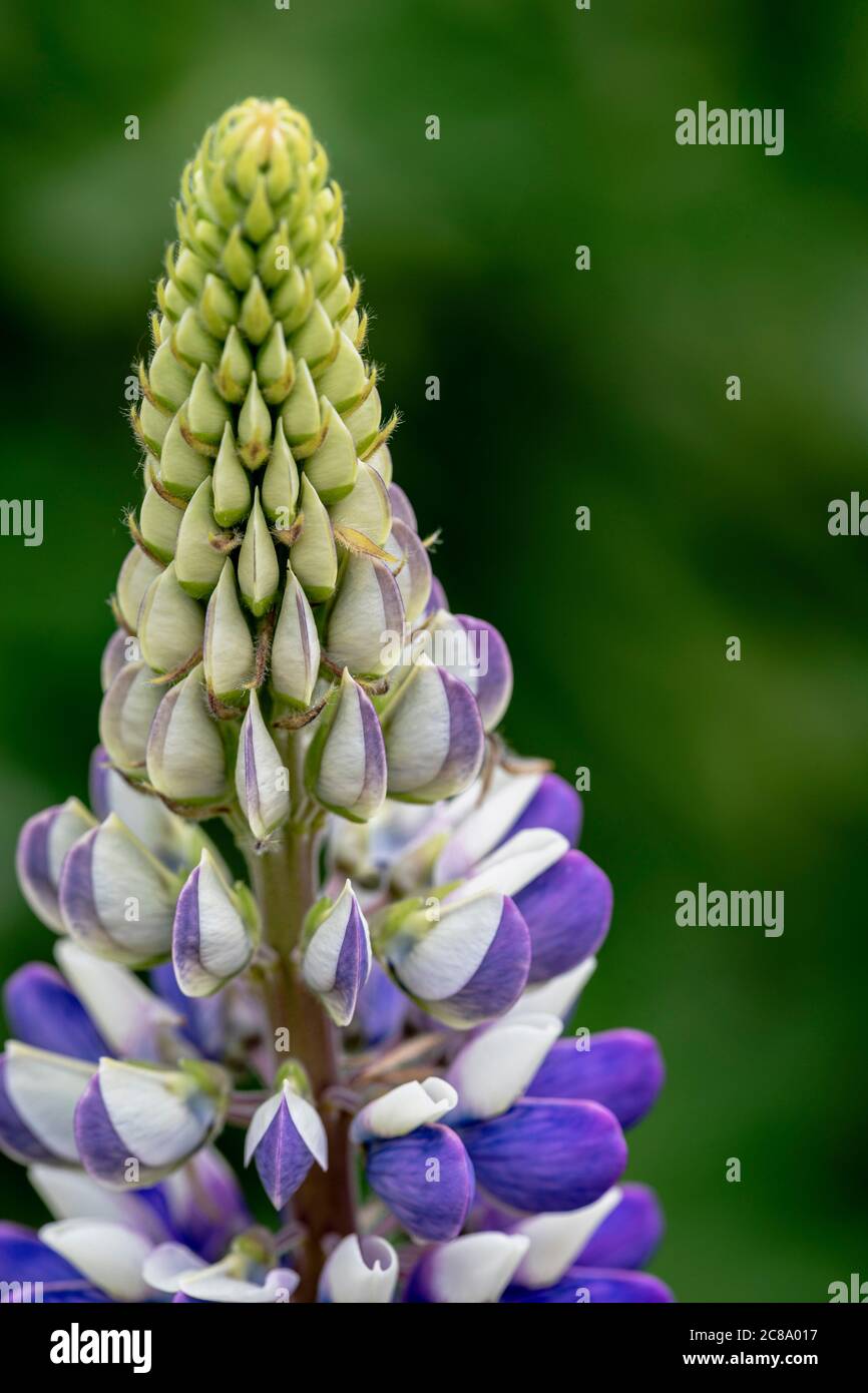 Lupin, Lupinus 'Persian Slipper', Clos3e-up detail of Mauve and white flowers growing outdoor. Stock Photo