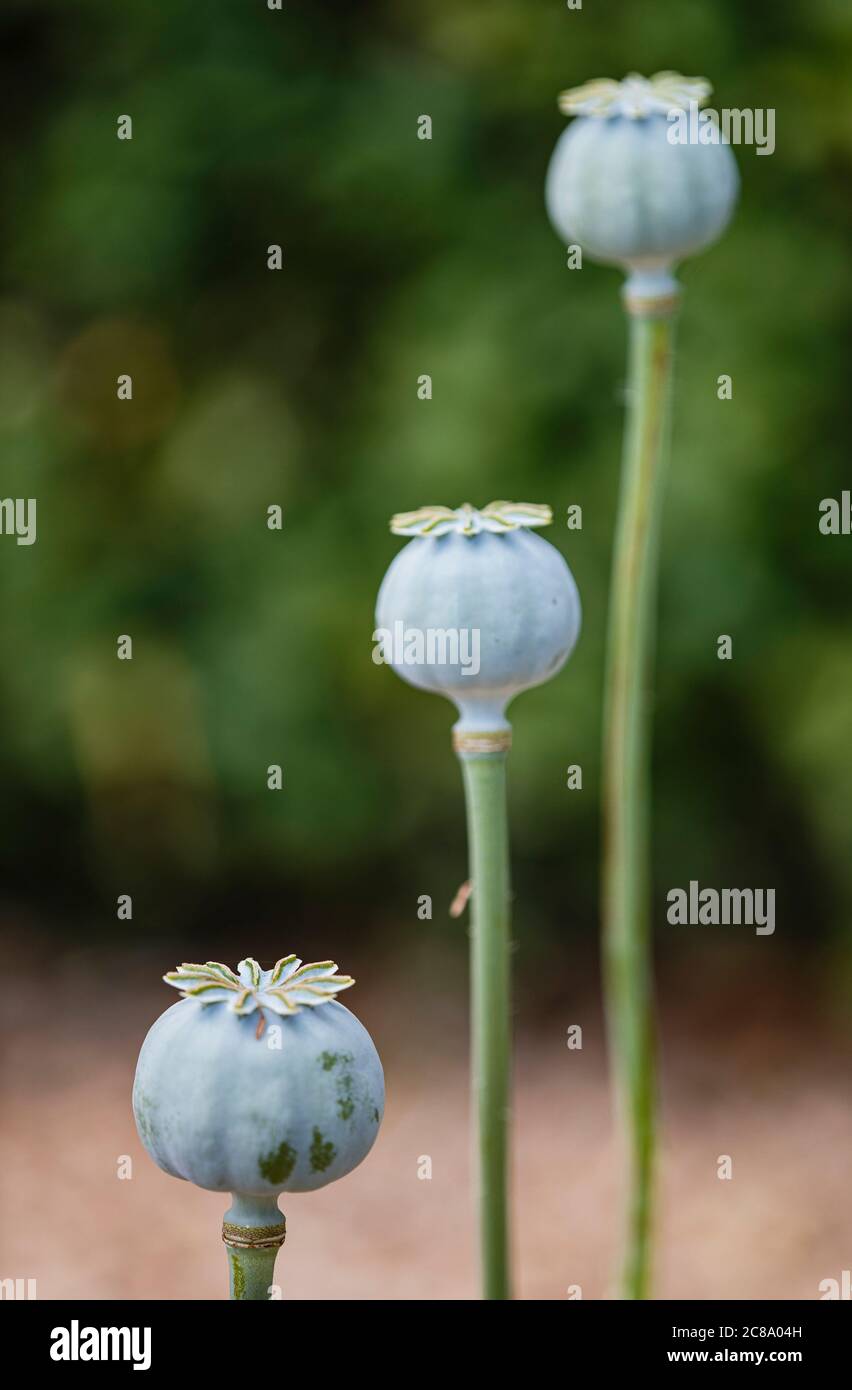 Unopened poppy hires stock photography and images Alamy