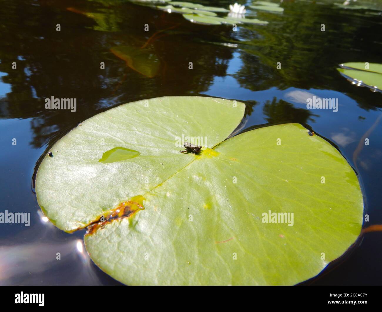 Tiny frog on a water lily leaf. Stock Photo