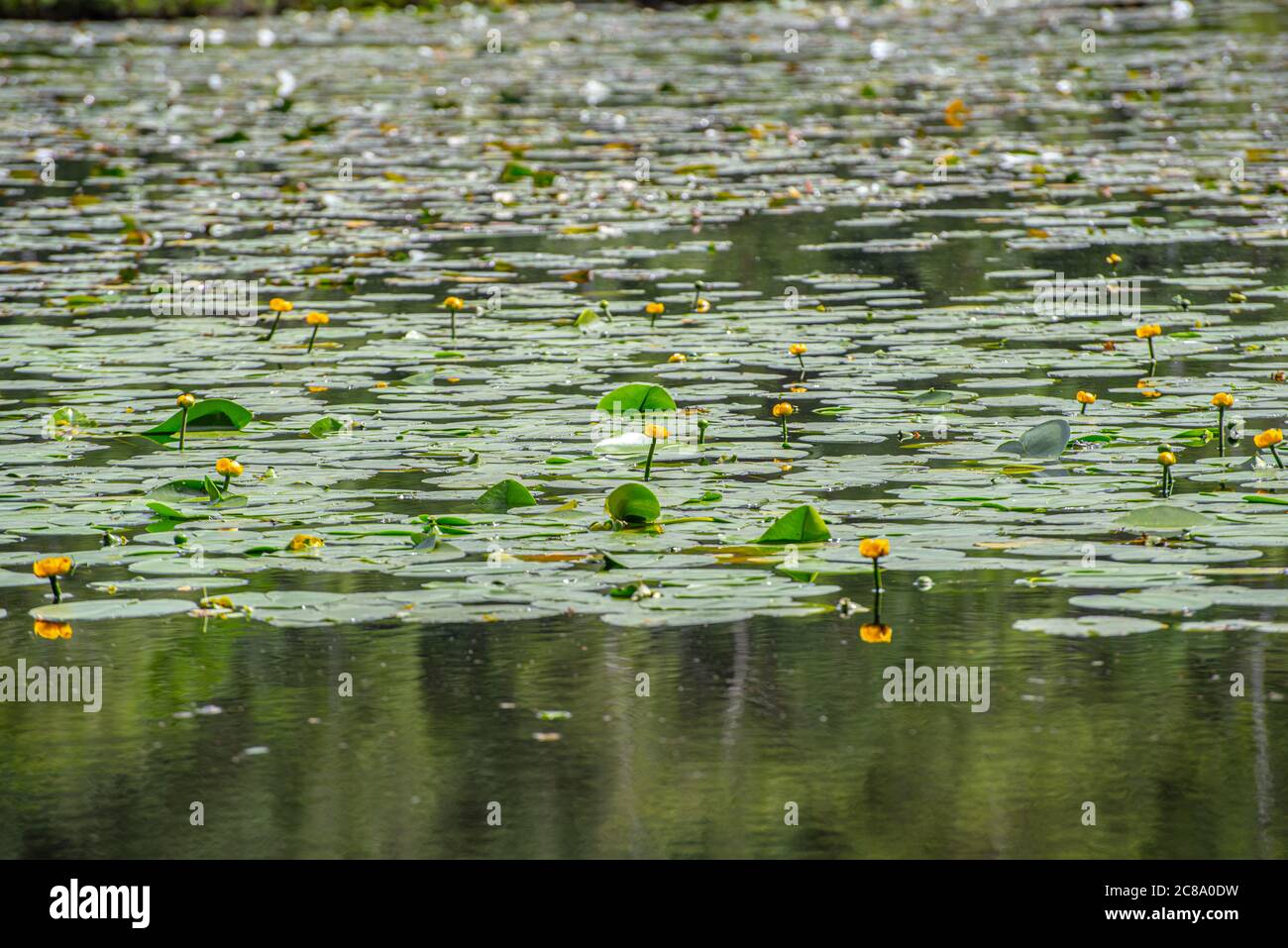 Nuphar pumila flowering in a pond. Stock Photo