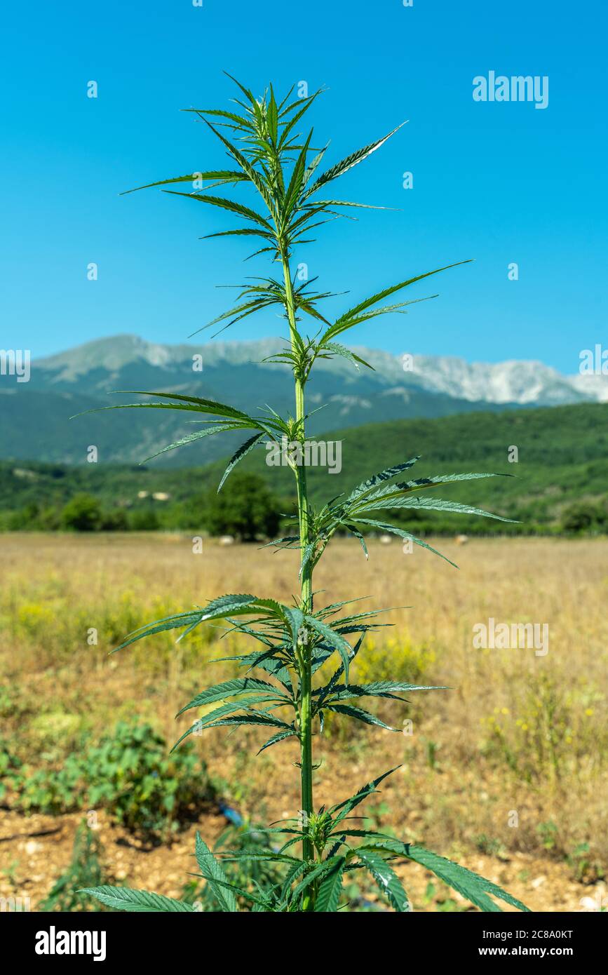 Cultivation of Cannabis Sativa. Medical marijuana Stock Photo