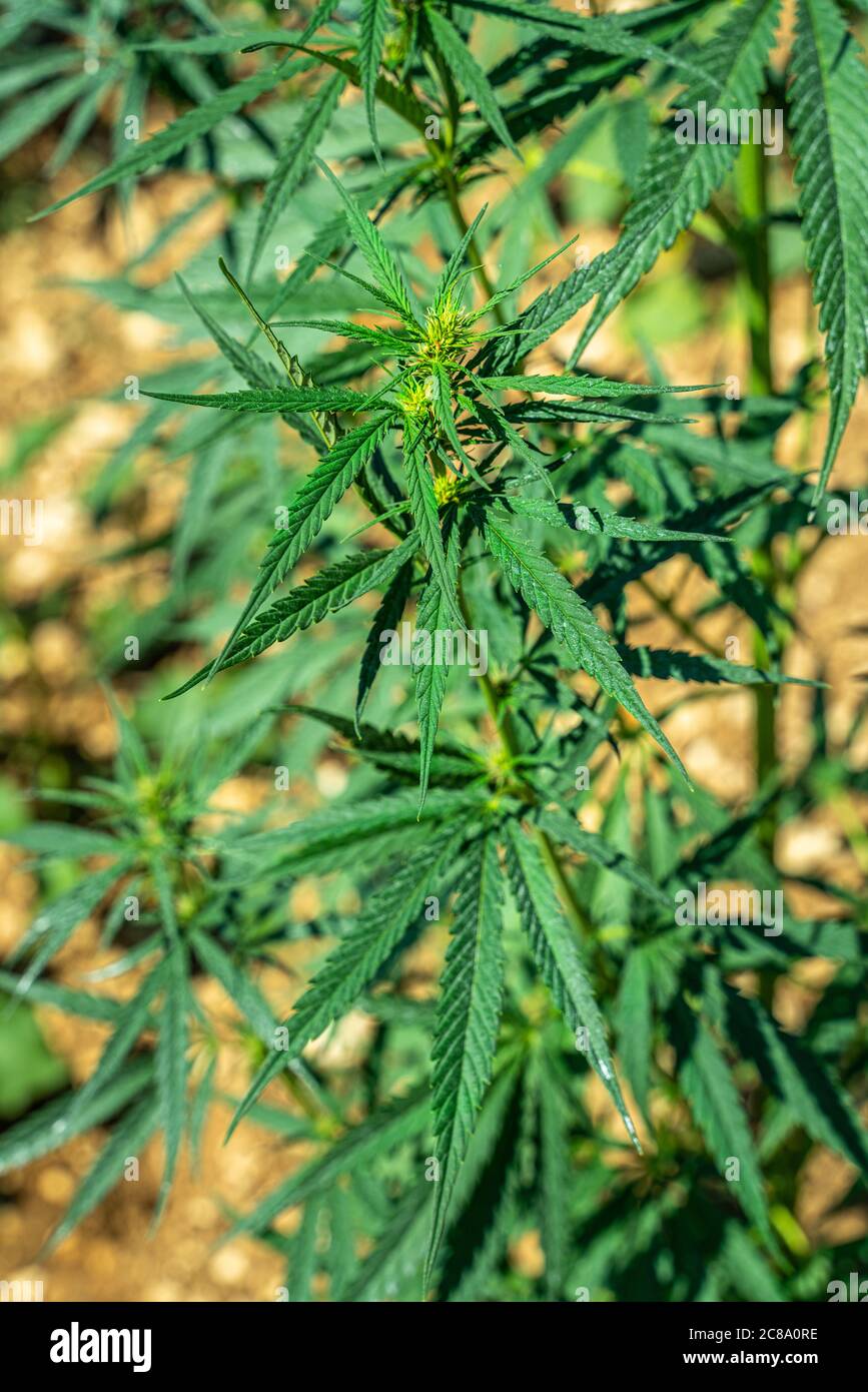 Cultivation of Cannabis Sativa. Medical marijuana Stock Photo