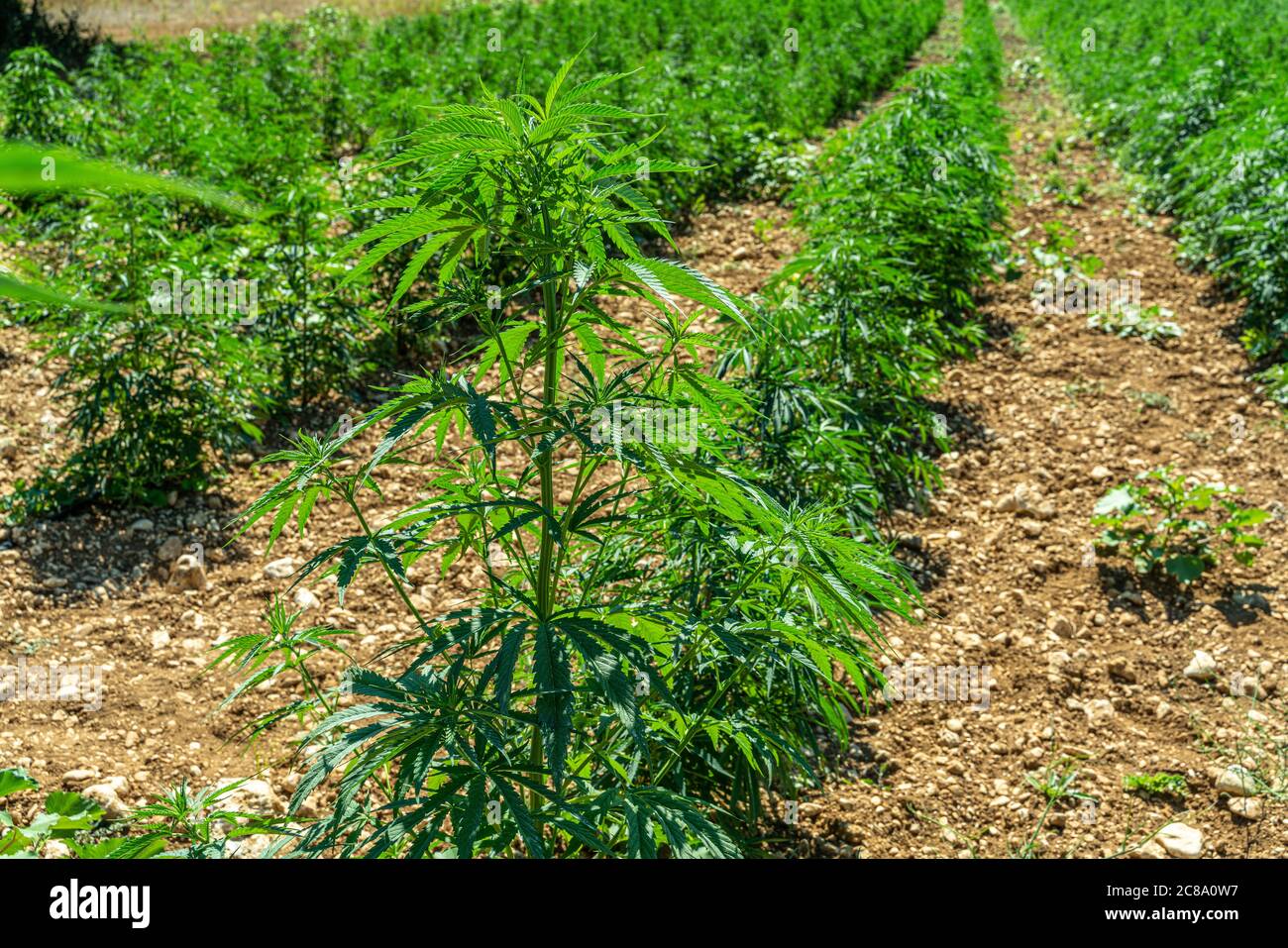 Cultivation of Cannabis Sativa. Medical marijuana Stock Photo