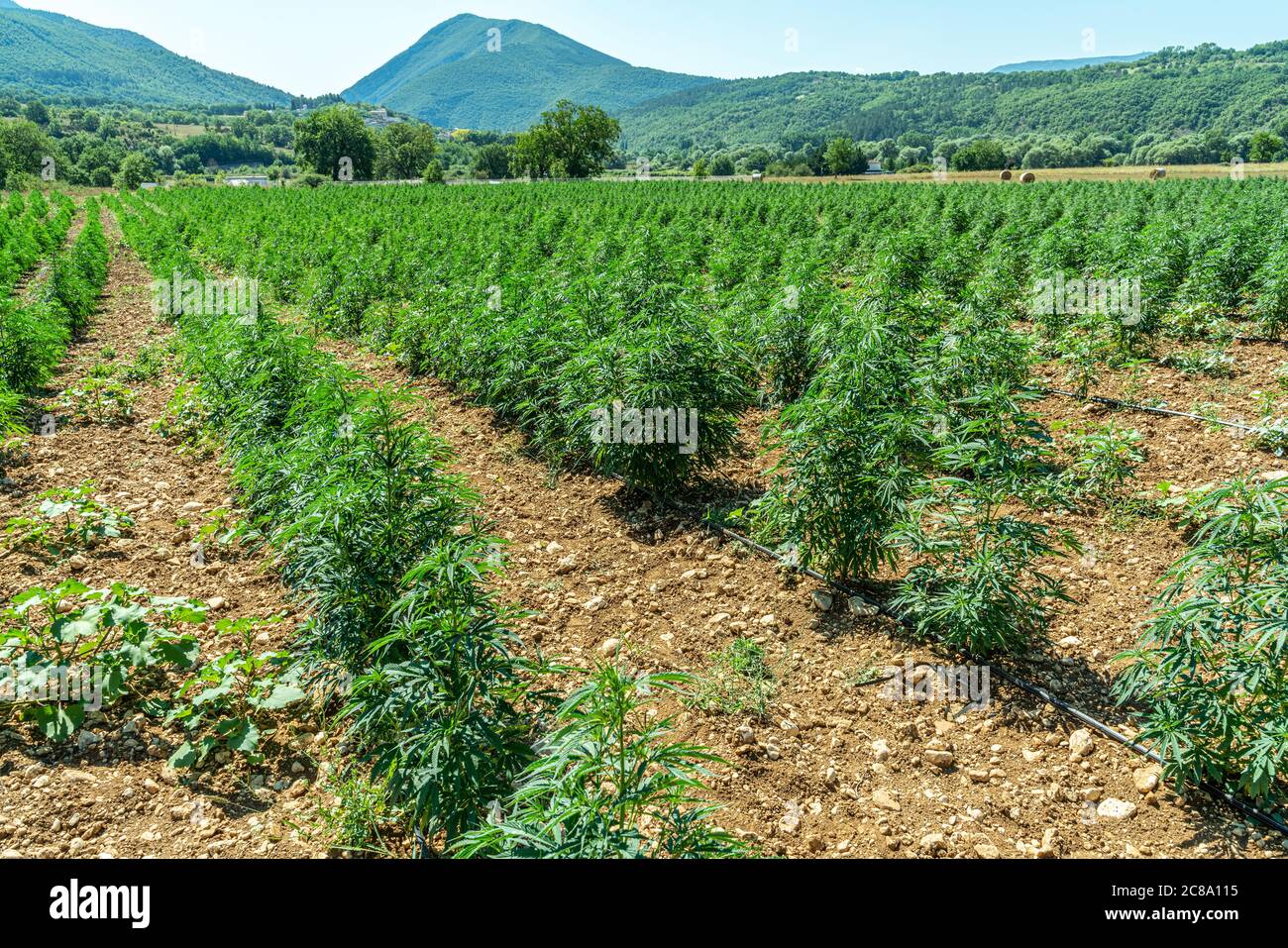 Cultivation of Cannabis Sativa. Medical marijuana Stock Photo