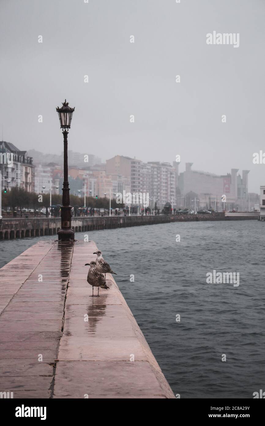 Street light in the seaport of Santander with seagulls and fog. Stock Photo