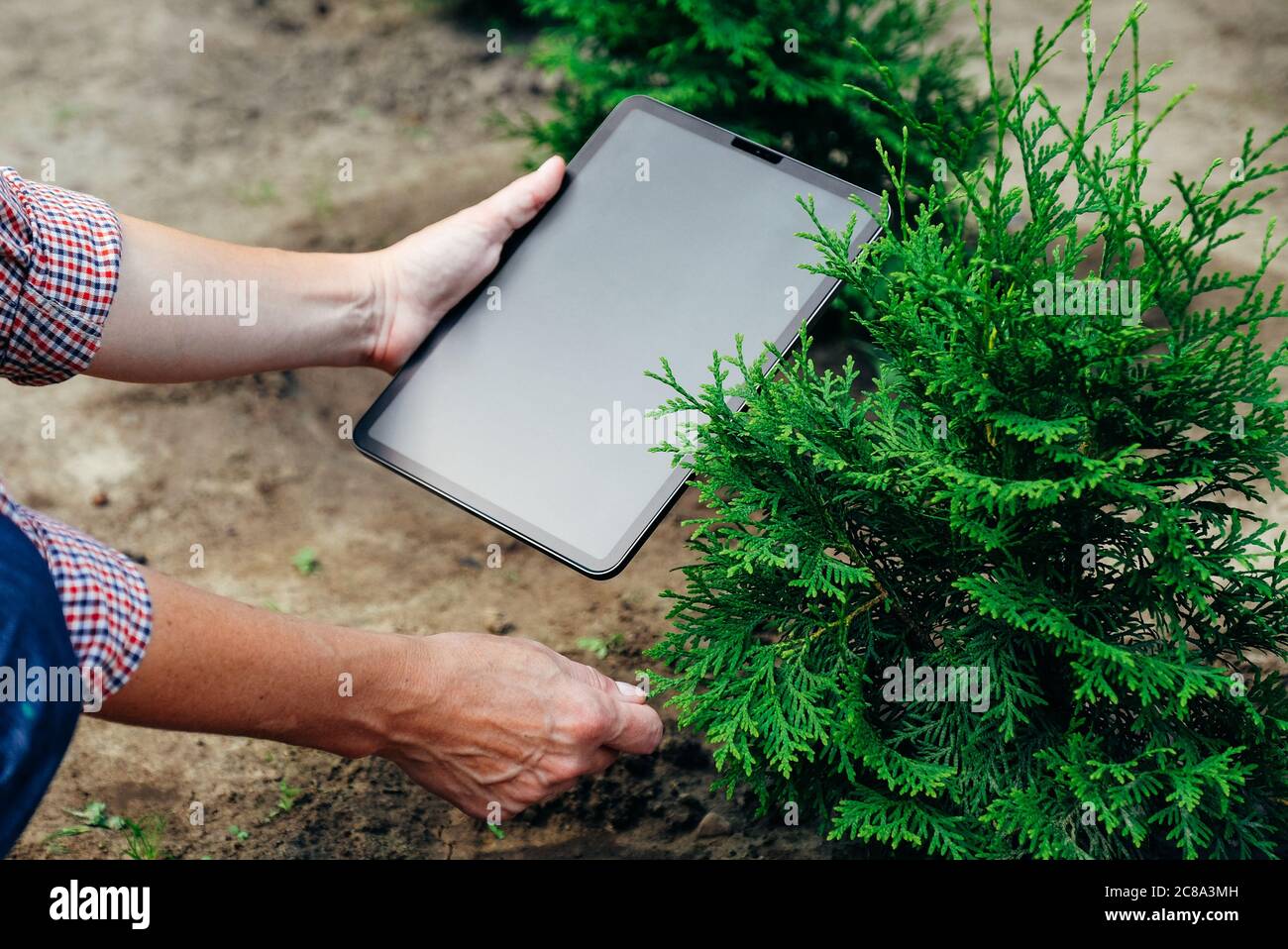 Woman using digital tablet PC in garden, search information about growth thuja bush Stock Photo