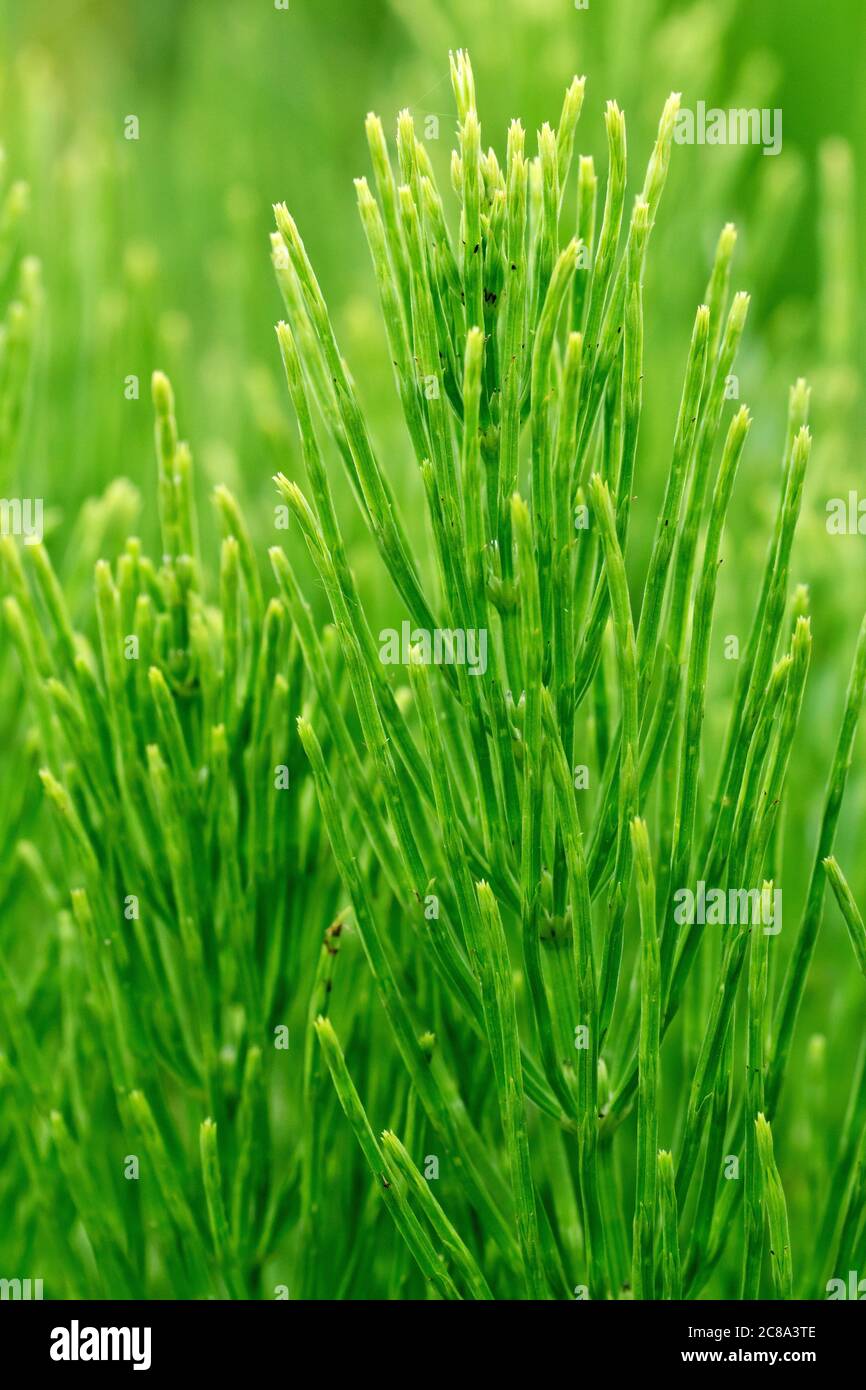 Field Horsetail (equisetum arvense), close up of the leaves or foliage of the plant which appear in late spring or early summer. Stock Photo