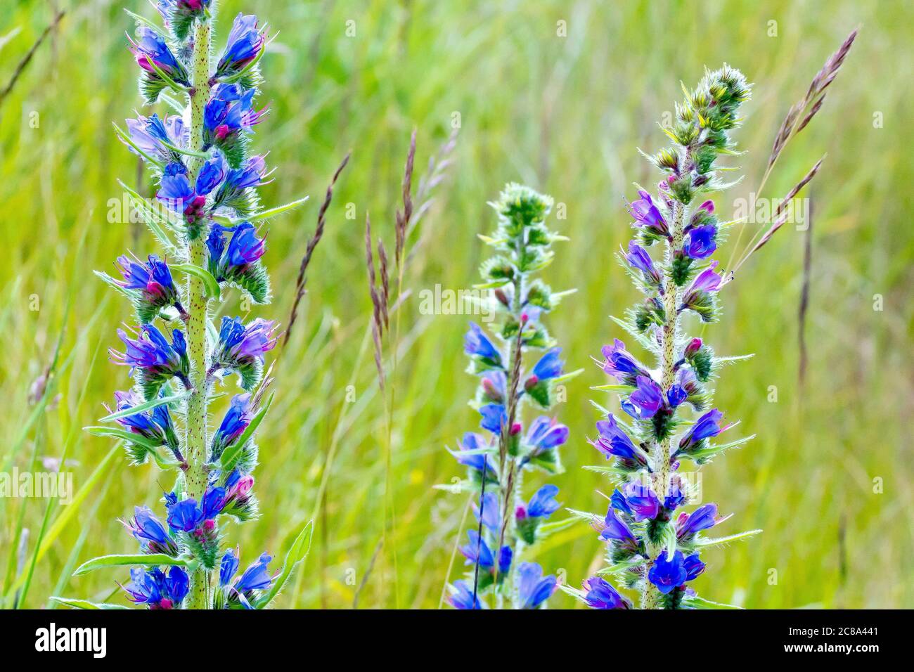 Viper's Bugloss (echium vulgare), close up of a group of flowering spikes growing in long grass. Stock Photo