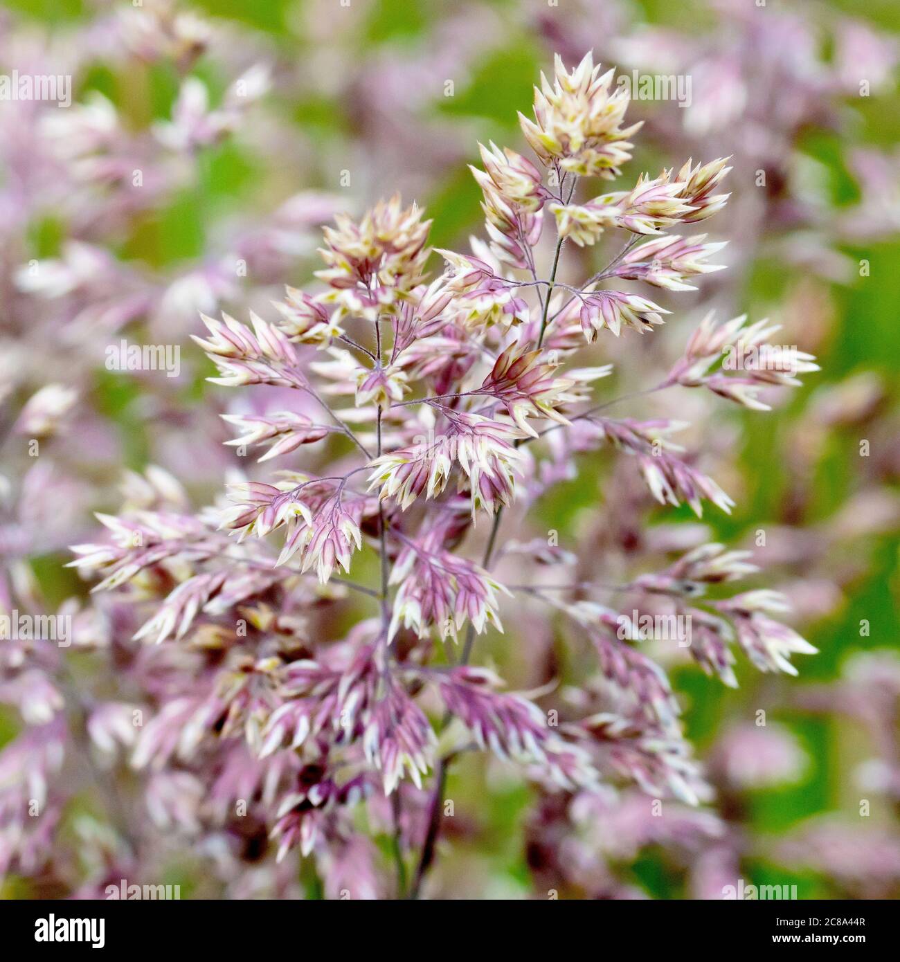 Yorkshire Fog (holcus lanatus), close up of the grass as it begins to flower. Stock Photo