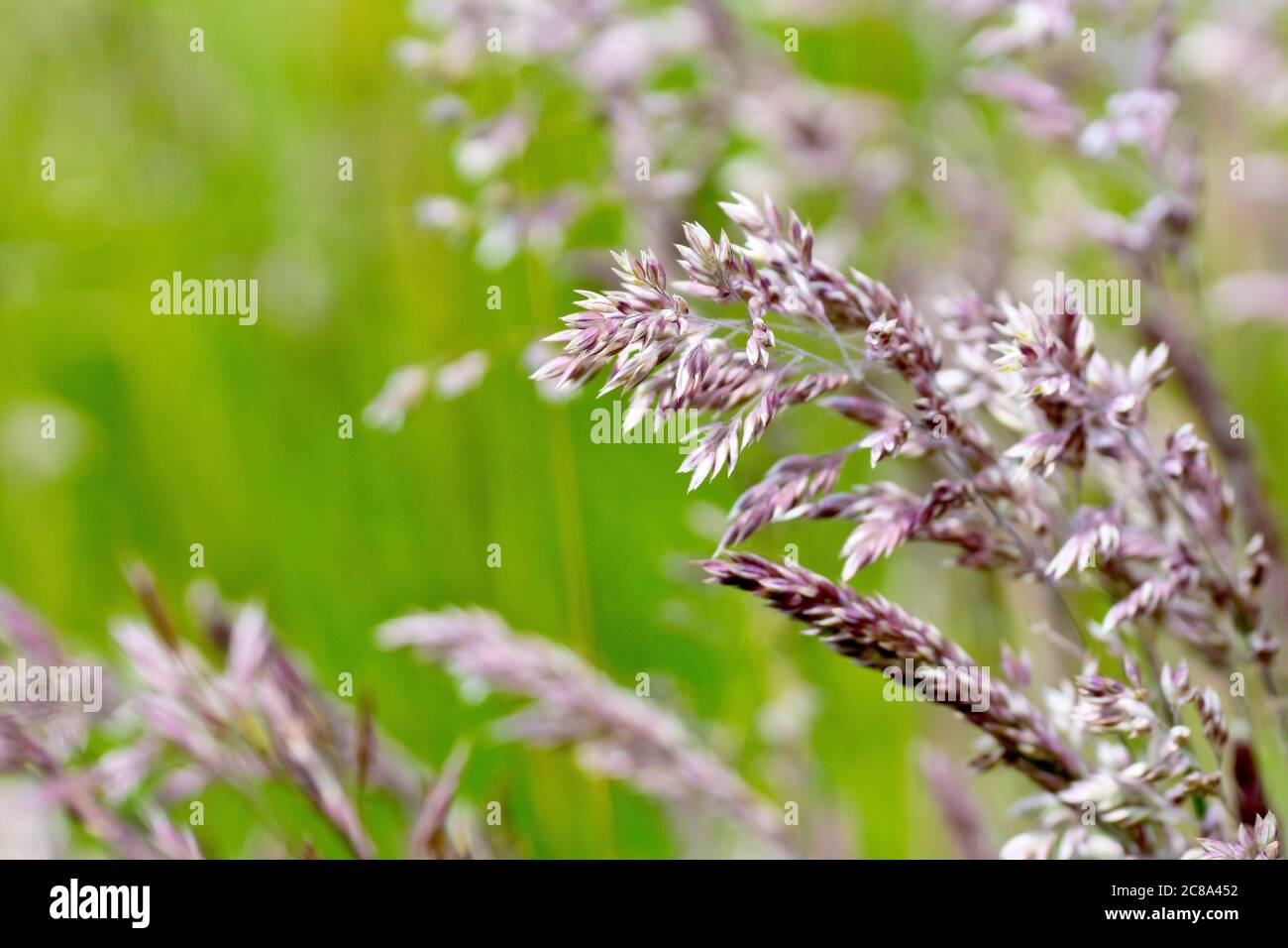 Yorkshire Fog (holcus lanatus), close up of the grass as it begins to flower, with shallow depth of field. Stock Photo