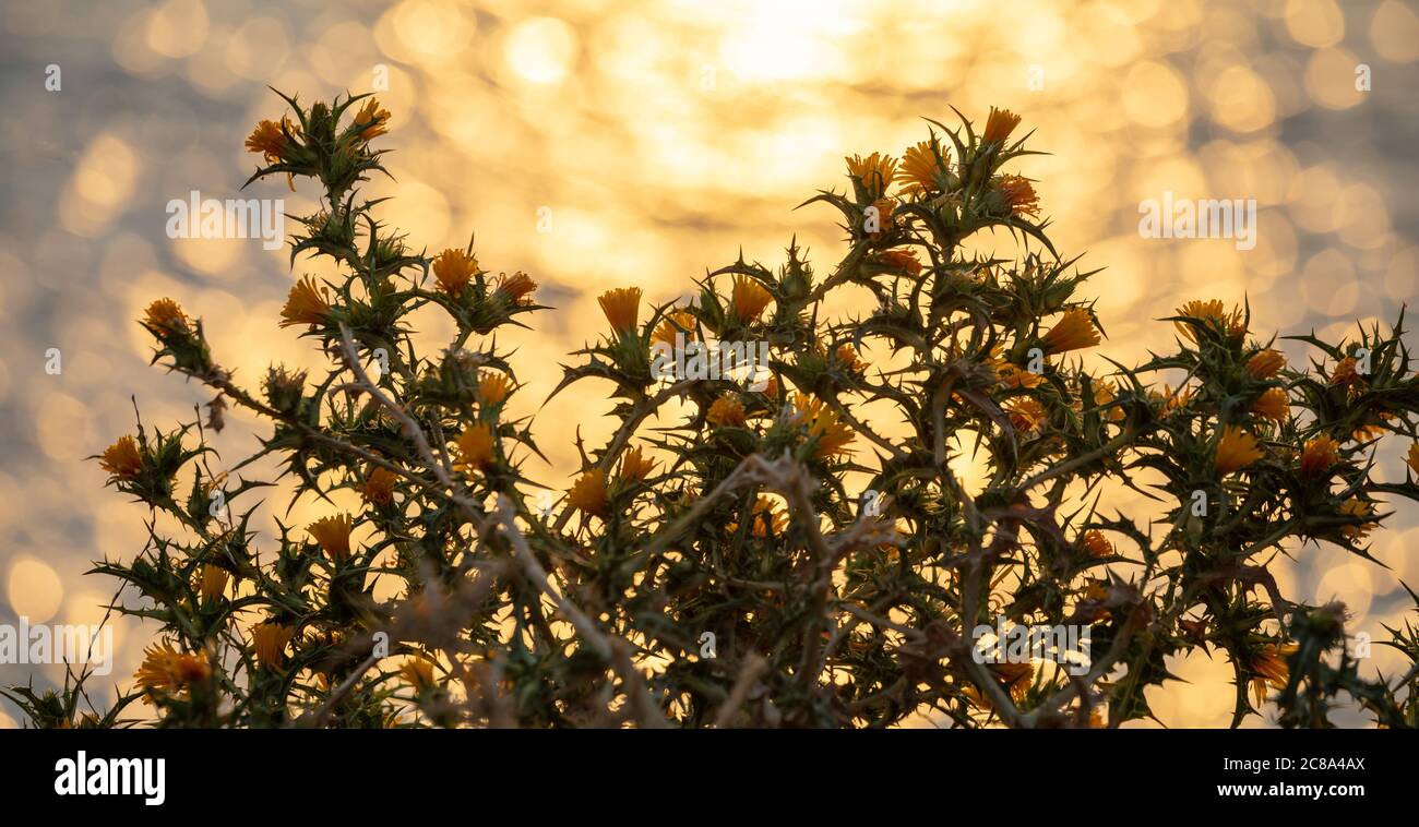 Yellow flowers thistle, blooming Scolymus hispanicus, bright bokeh background, sunset reflections, Yellow grandiflorus or common golden thistle plant Stock Photo