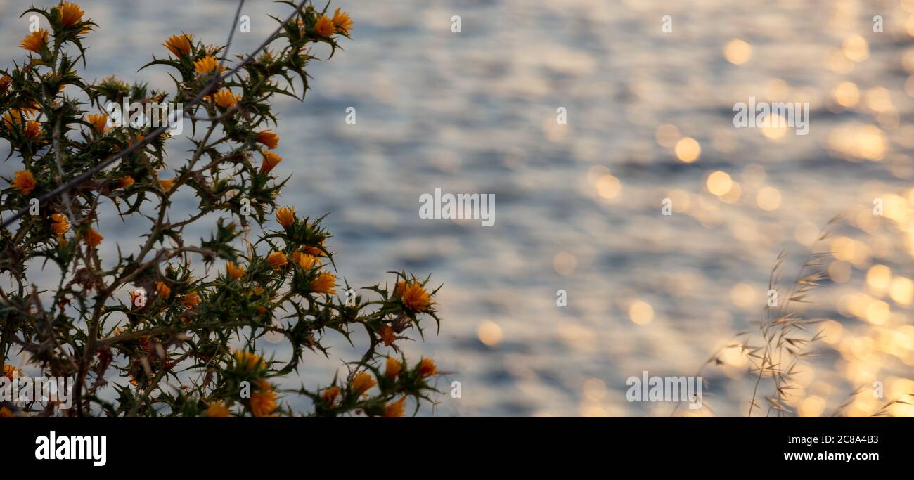 Yellow flowers thistle, blooming Scolymus hispanicus, blur sea background, sunset reflections on the water, Yellow grandiflorus or common golden thist Stock Photo