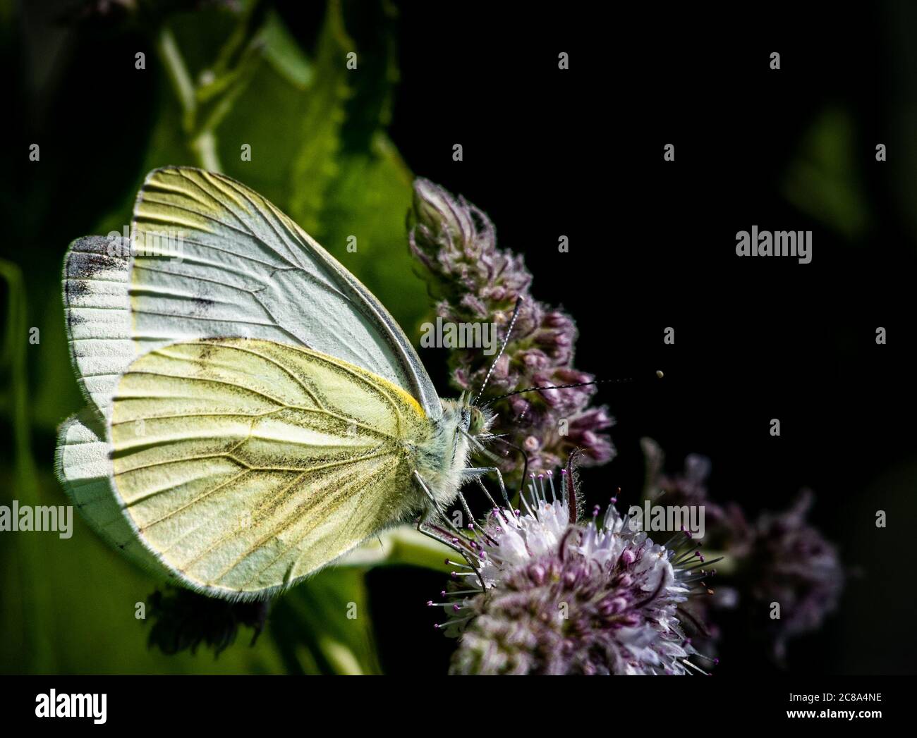 yellow butterfly sitting on a purple flower Stock Photo