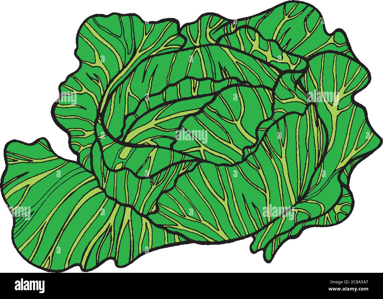 Cabbage color hand drawn illustration Stock Vector Image & Art Alamy