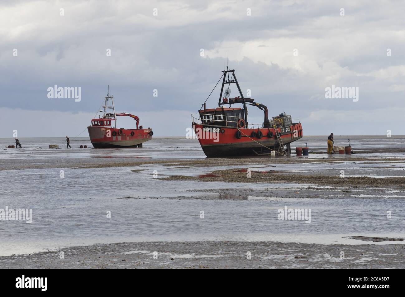 Commercial fishing boats from Boston and and King's Lynn hand-raking cockles in The Wash, a large inlet on England's east coast. Stock Photo