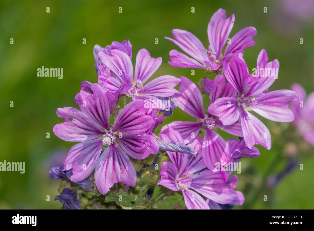 Close up of common mallow (malva sylvestris) flowers in bloom Stock Photo