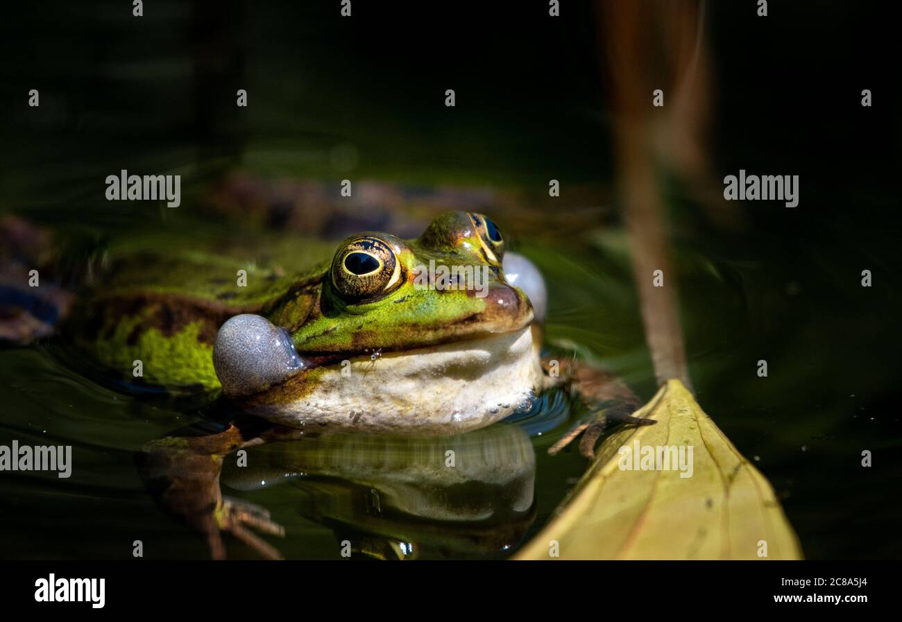 croaking frog in a pond Stock Photo