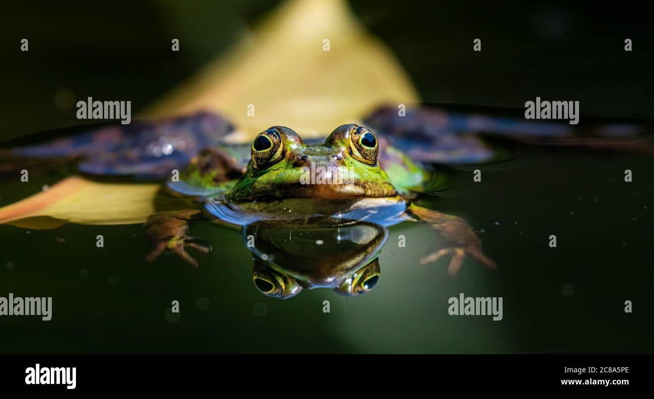 perfect mirror image of a frog in a pond Stock Photo