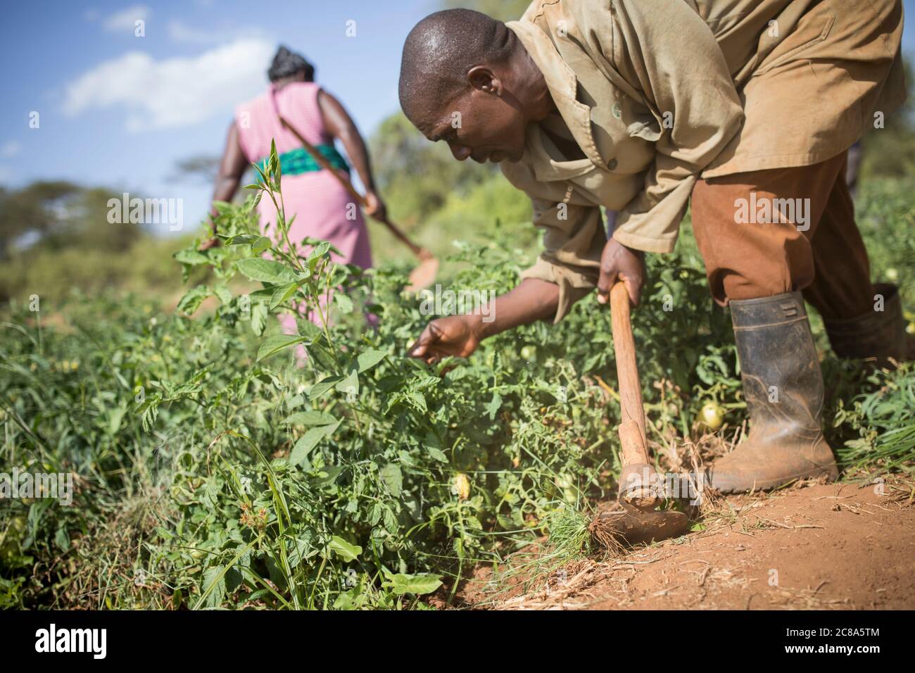Husband and wife farmers weeding their tomato crop with hoes on their farm in Makueni County, Kenya, East Africa. Stock Photo