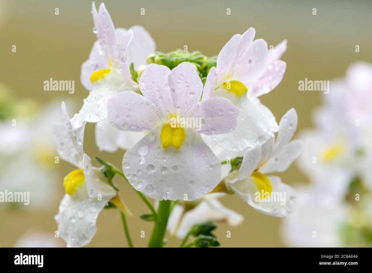 Macro shot of wisley vanilla nemesia flowers in bloom Stock Photo - Alamy