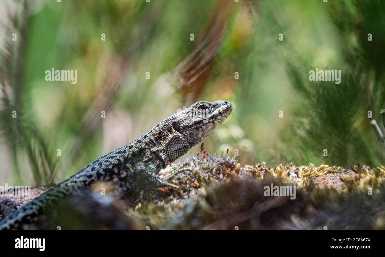 common lizard, zootoca vivipara  taking a sunbath Stock Photo