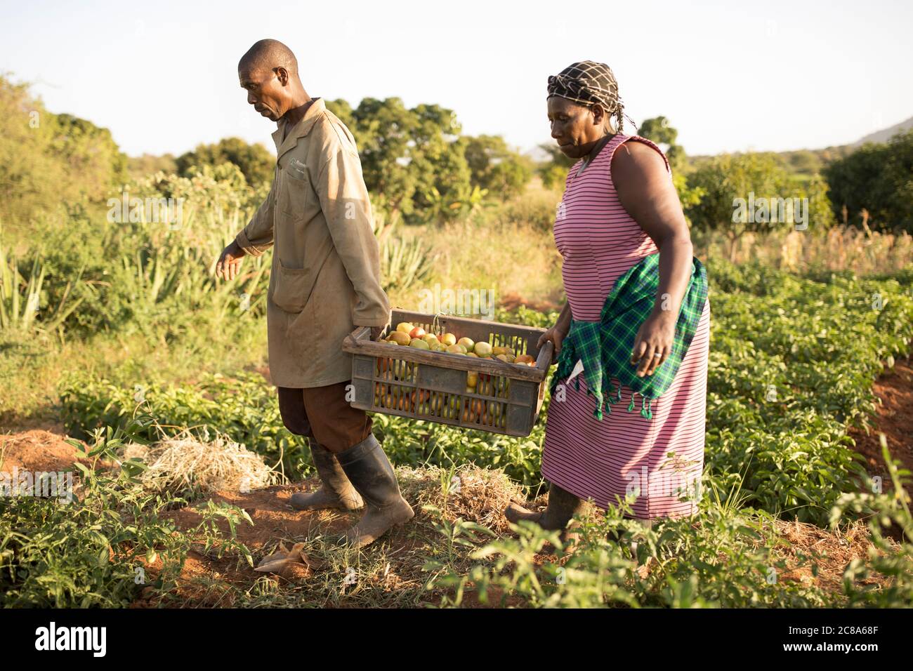 Picked Up A Husband For Farming Farmers wife at work hi-res stock photography and images - Alamy