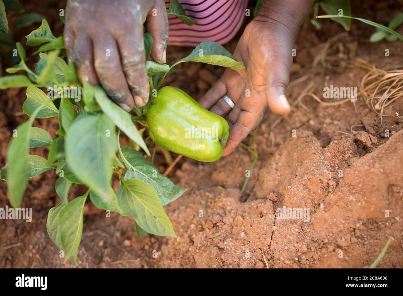 Black pepper farming hires stock photography and images Alamy