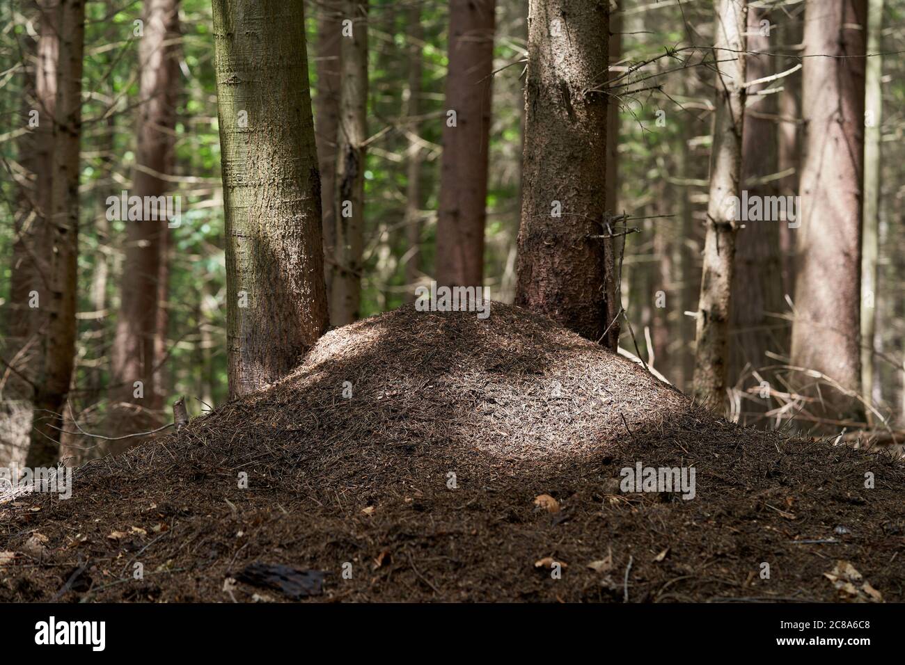 Large ant nest of Formica rufa species in the spruce forest. Spruce trees in background. Stock Photo