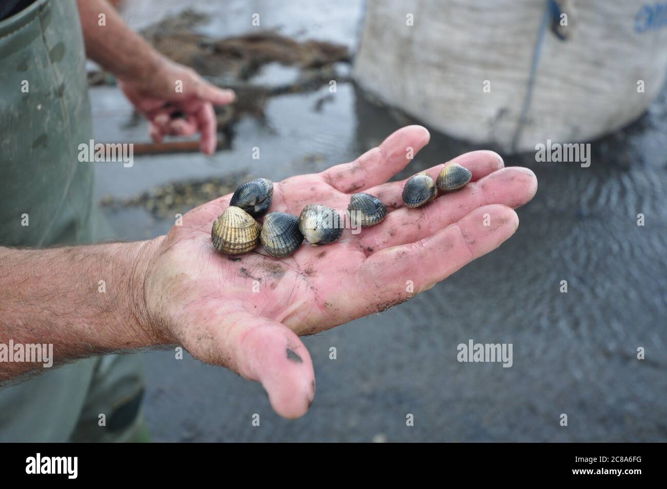 Commercial fishing boats from Boston and and King's Lynn hand-raking