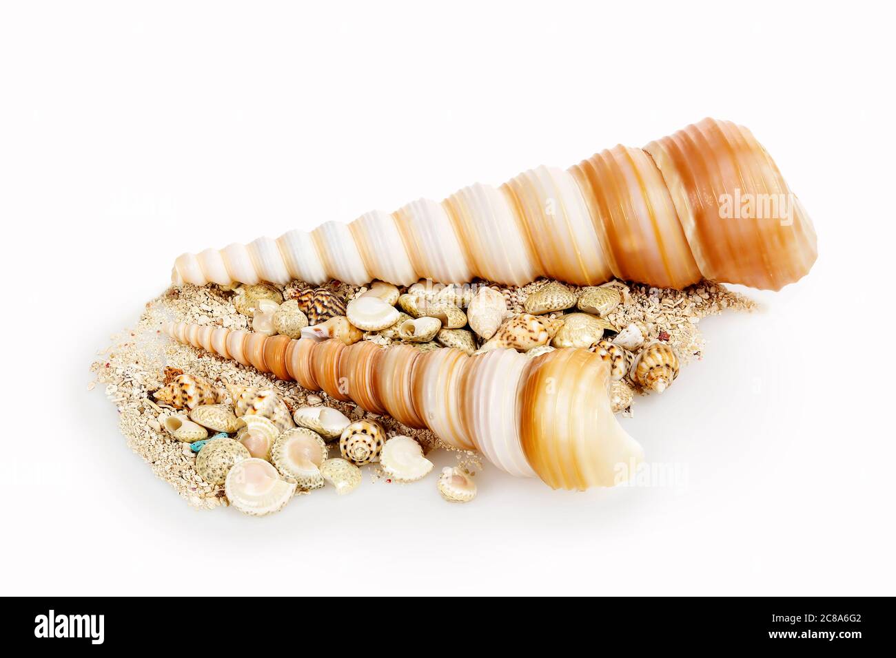 sea shells with sand isolated on white Stock Photo