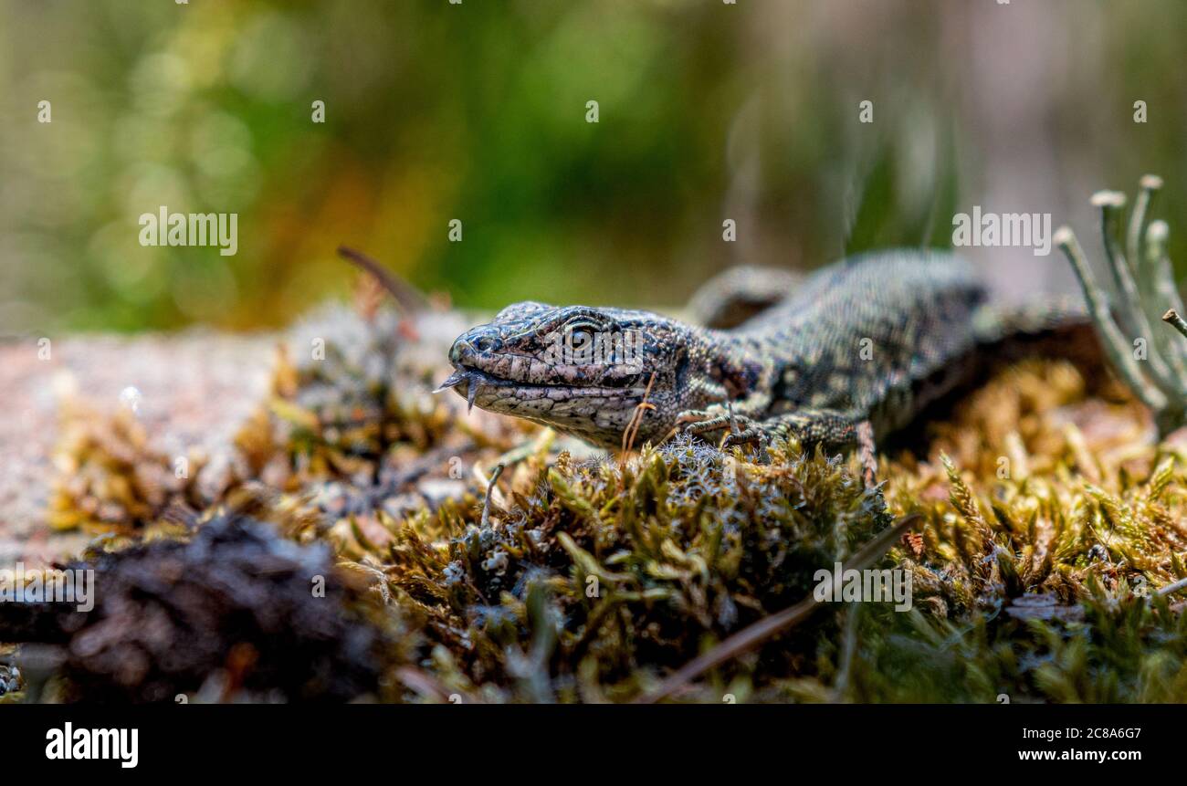 common lizard, zootoca vivipara taking a sunbath Stock Photo