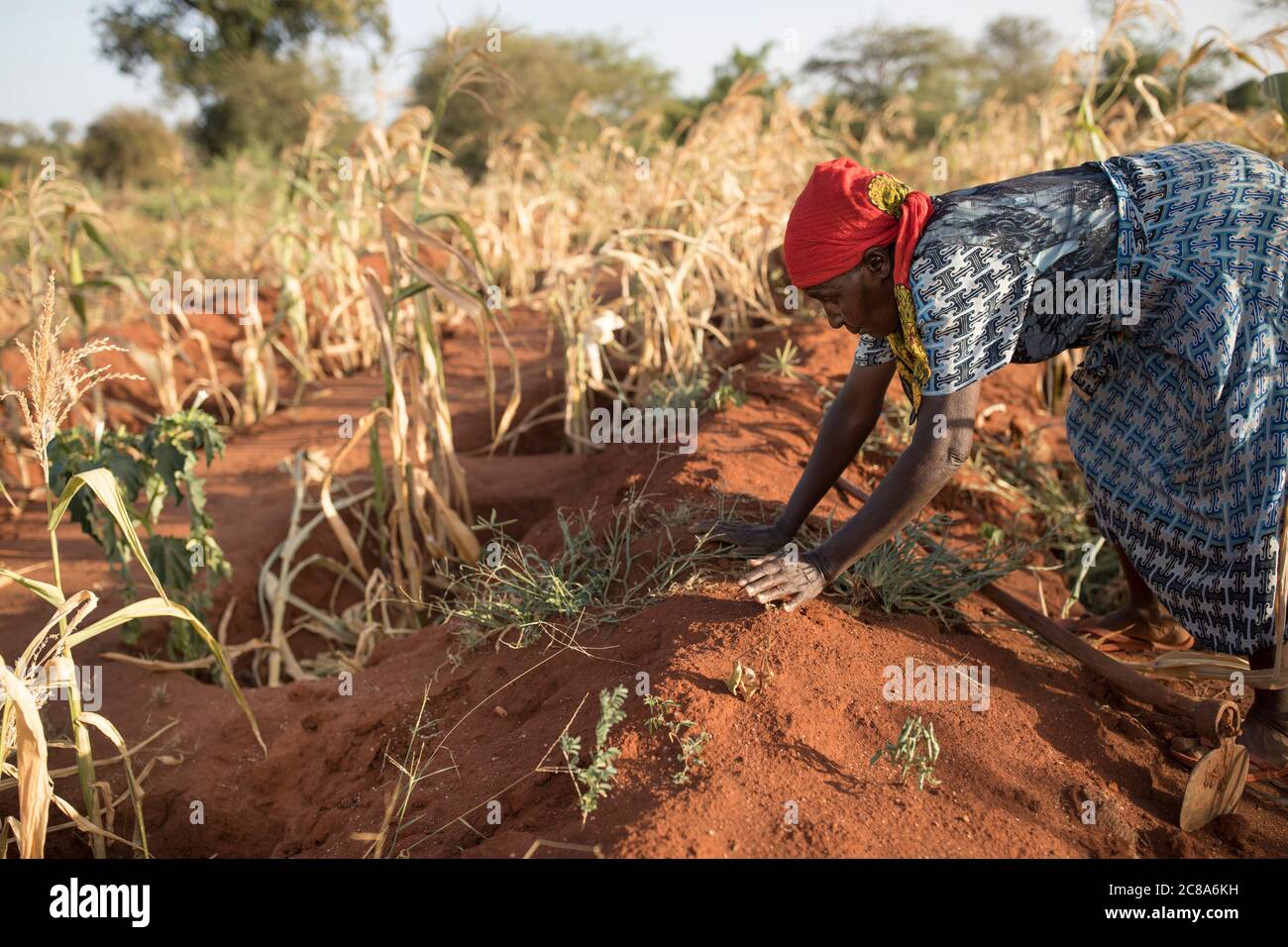 Farmers affected by climate change use mound & zai pit techniques to channel water into compost and nutrient rich pits where crops are more productive. Stock Photo
