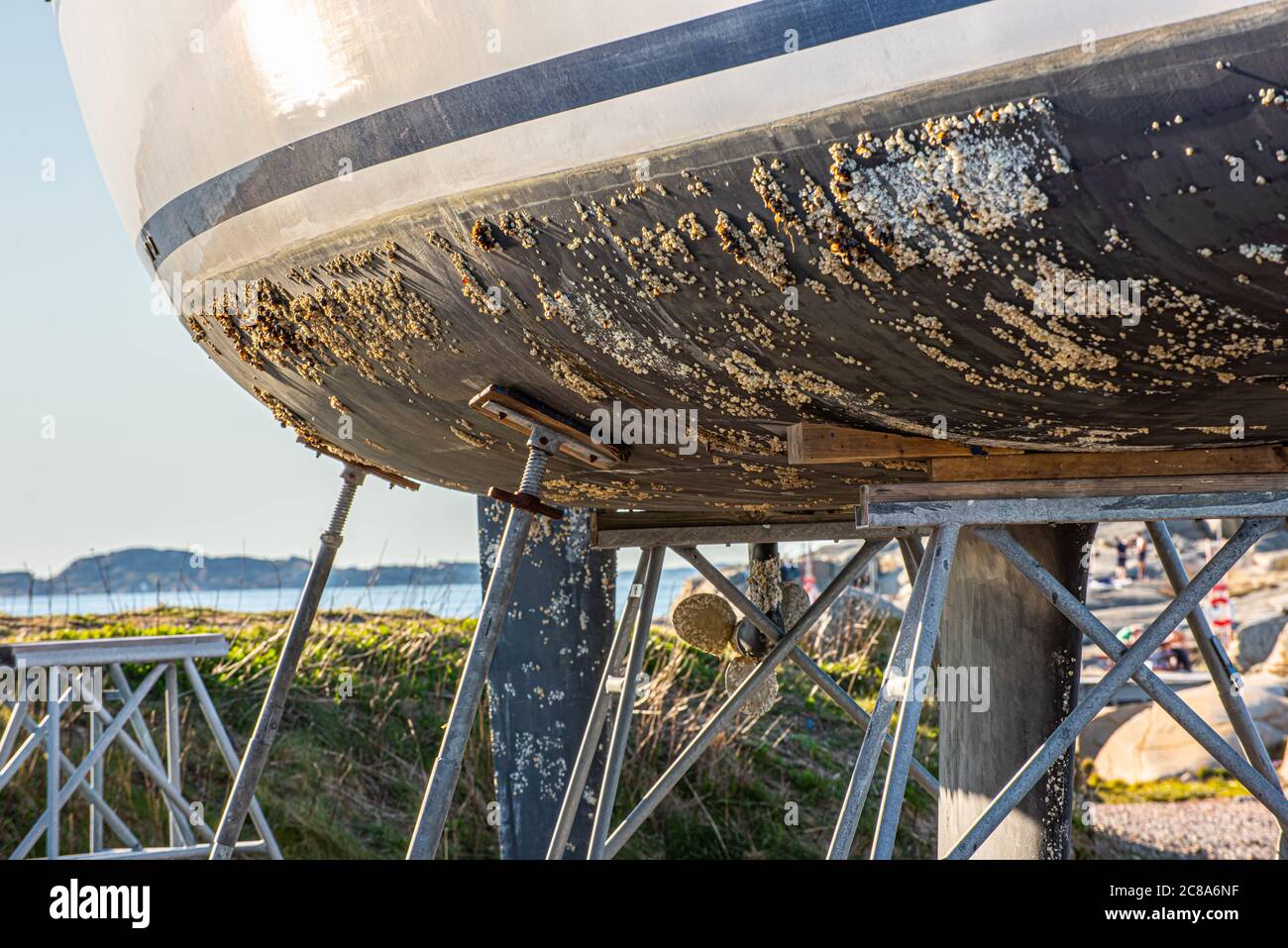 Barnacle growth on the hull of a sailboat. Ready to be scraped, cleaned and coated with antifouling paint.. Stock Photo