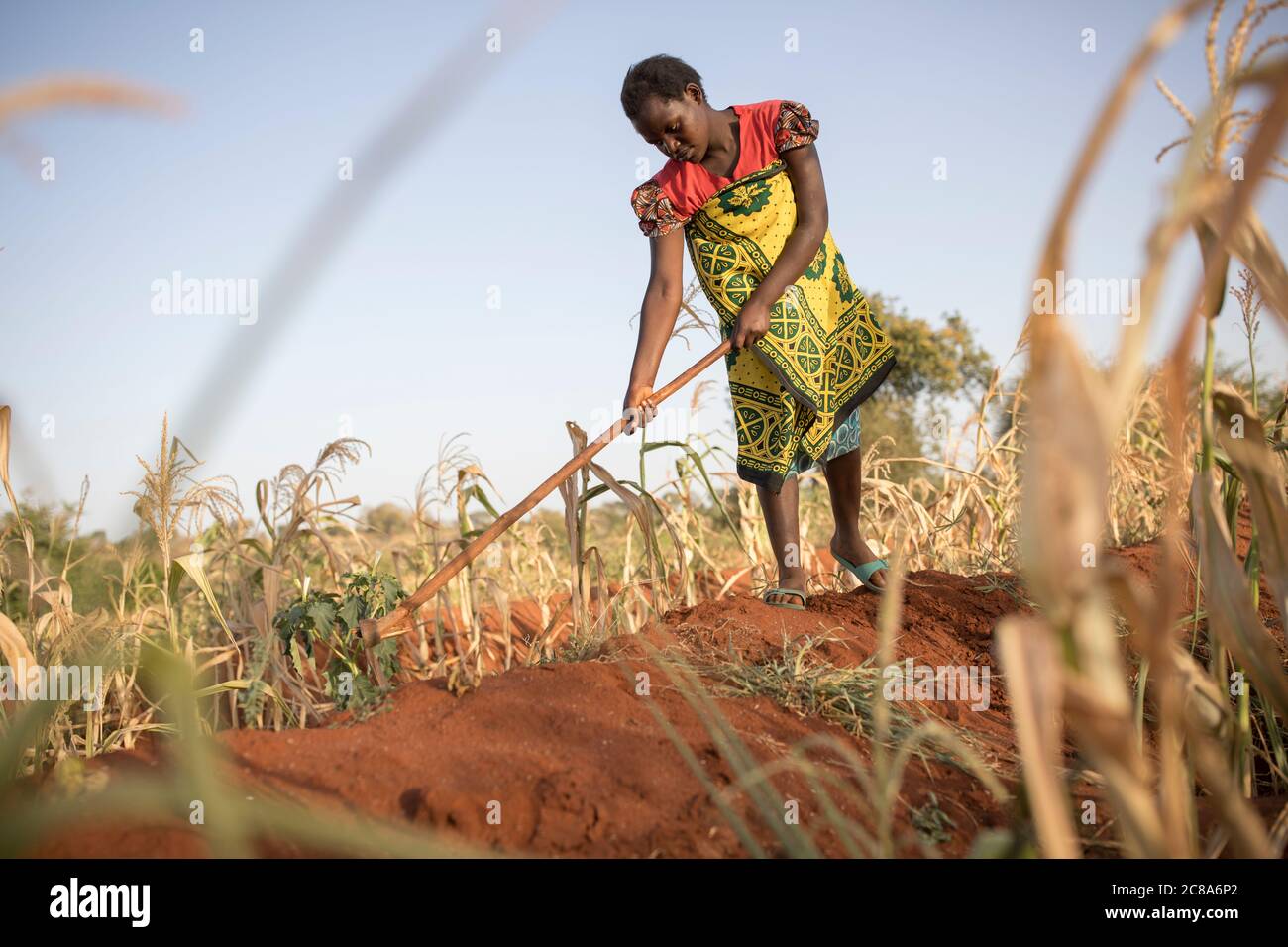 Farmers affected by climate change use mound & zai pit techniques to channel water into compost and nutrient rich pits where crops are more productive. Stock Photo
