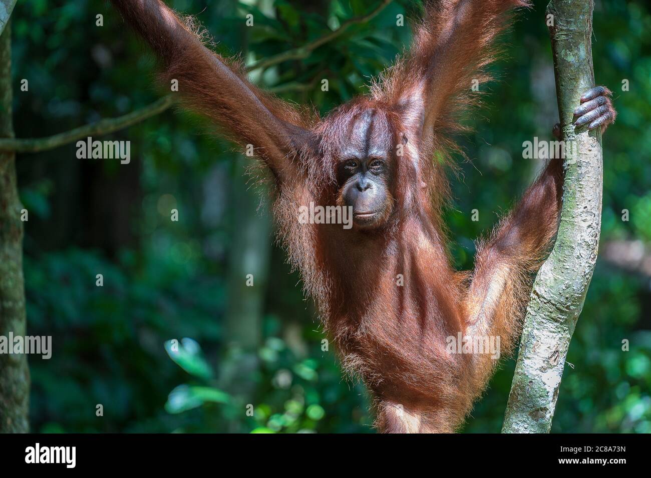 A wild endangered orangutan in the rainforest of island Borneo ...