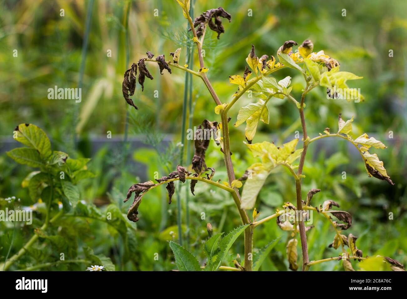 potato diseases, diseased potato tops macrosporiosis,late blight,phytophthora Stock Photo Alamy
