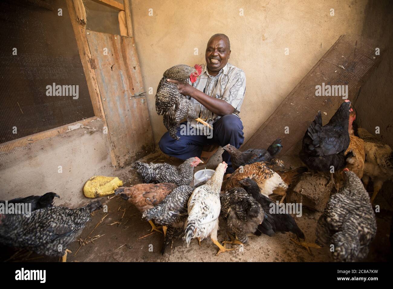 Poultry livestock farmer in his chicken coop in Makueni County, Kenya, East Africa Stock Photo